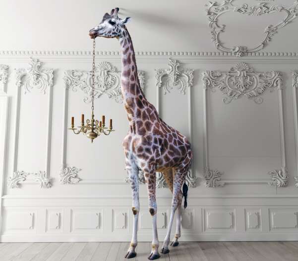 Deisl Bildwelt Giraffe web 9